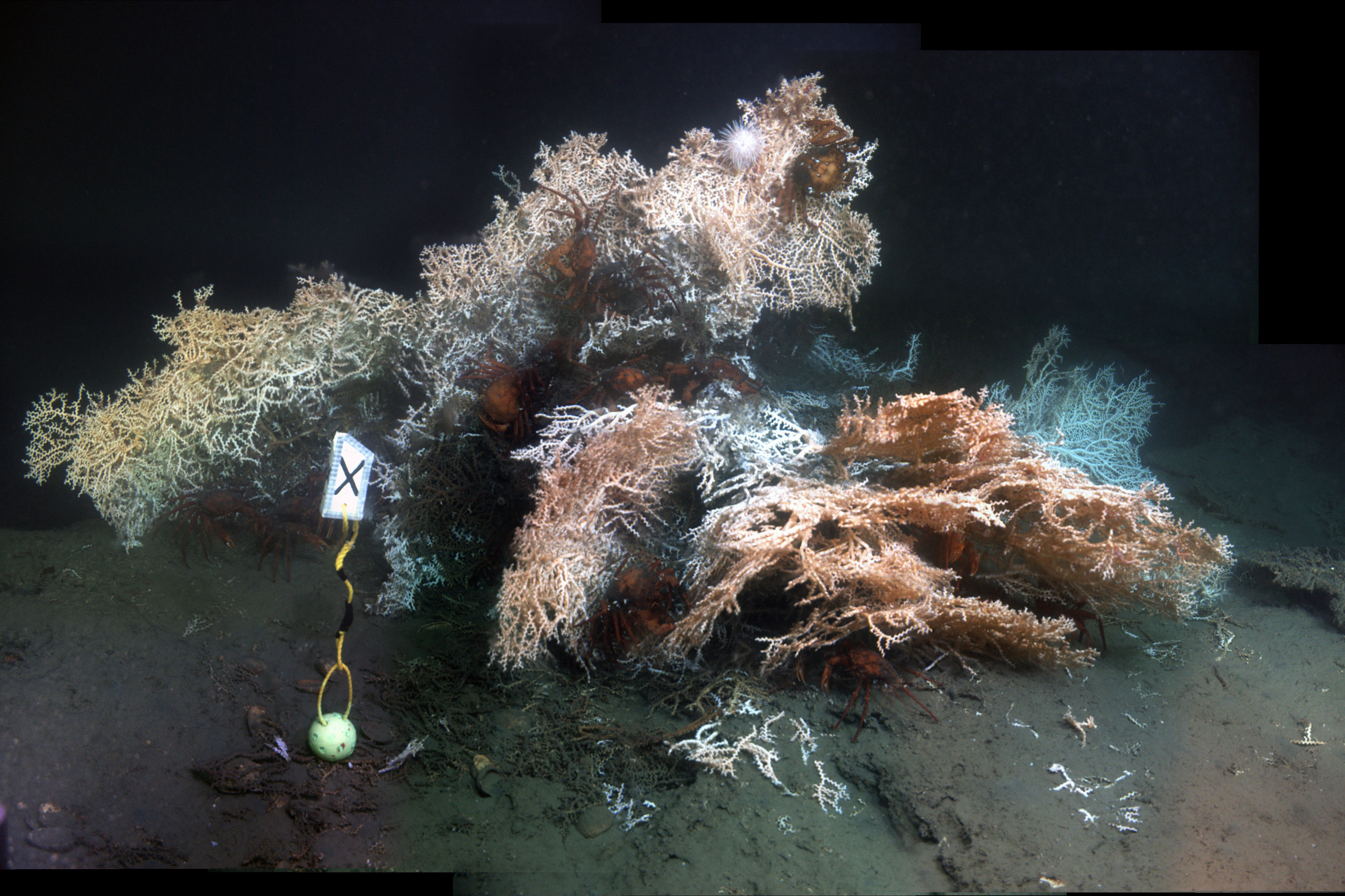 Turning Deep-Sea Coral Data into Interactive Visual Narratives
