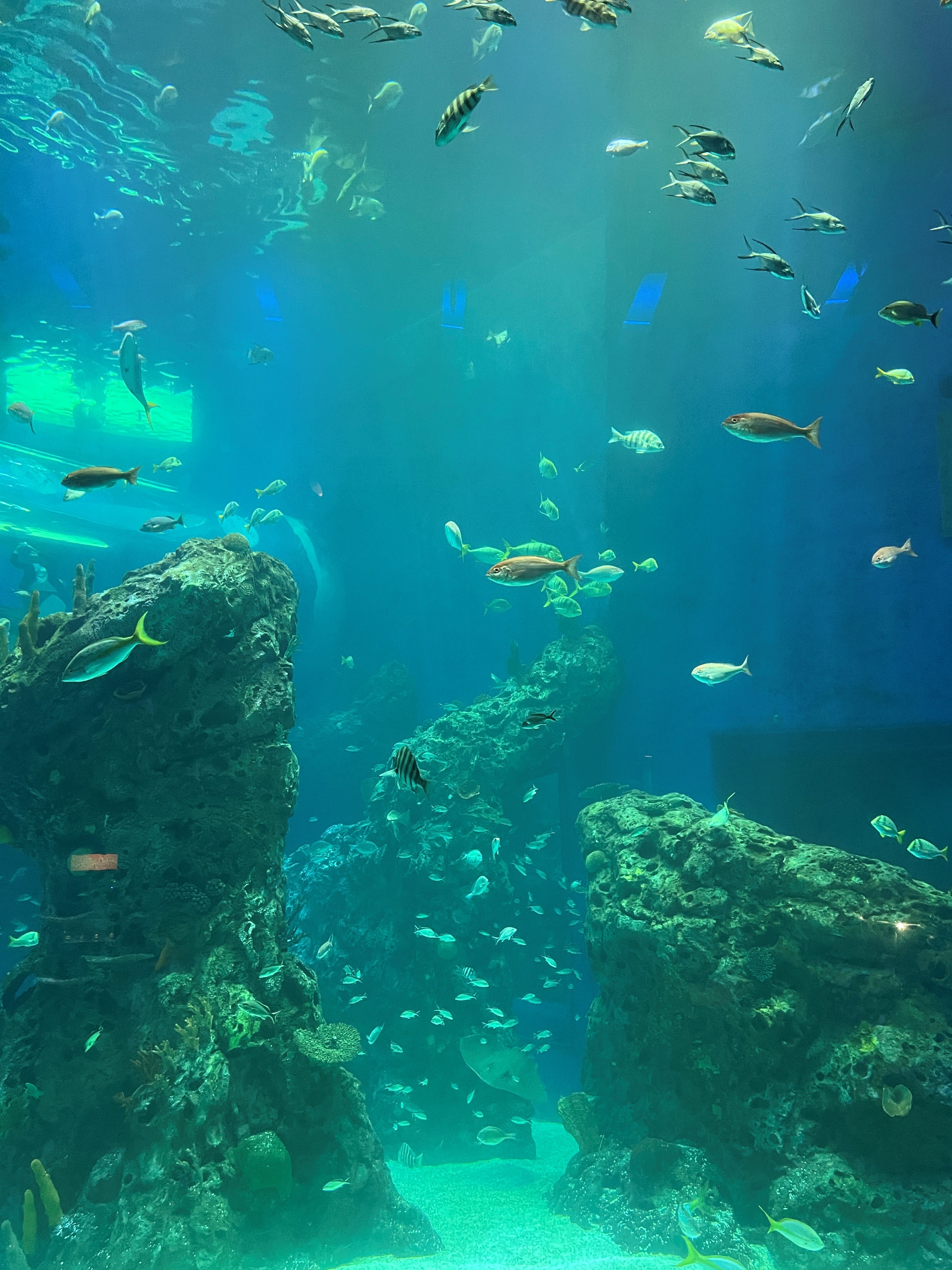 Gulf of Mexico fish tank